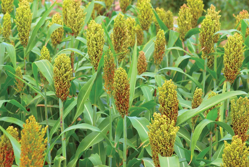 5 Health Benefits of Sorghum