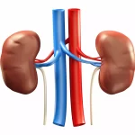 Beyond Smoking And Drinking: These Other Factors May Harm Your Kidneys