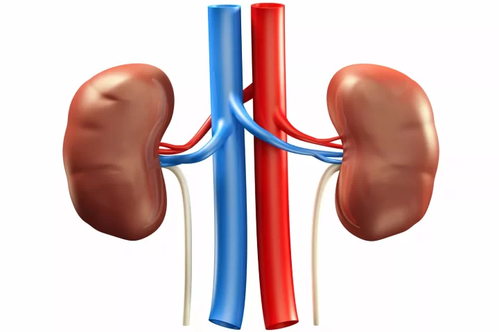 Beyond Smoking And Drinking: These Other Factors May Harm Your Kidneys