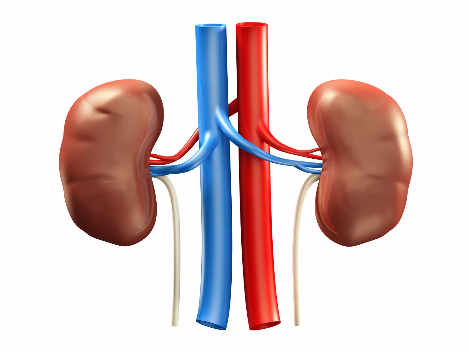 Beyond Smoking And Drinking: These Other Factors May Harm Your Kidneys