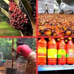 Palm Oil Business In Nigeria