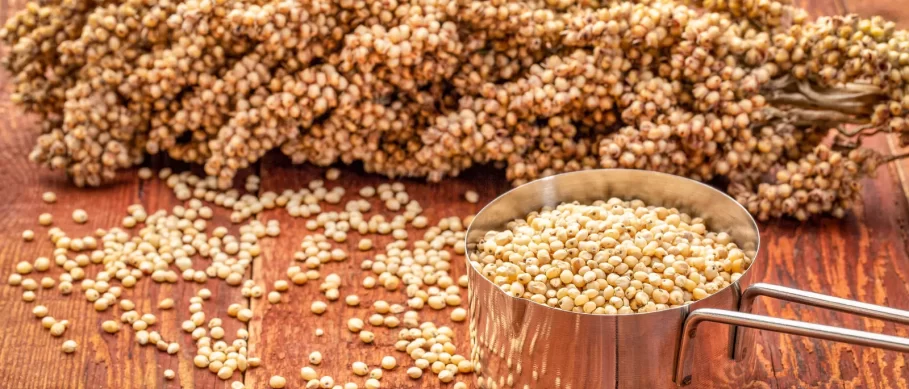 5 Health Benefits of Sorghum