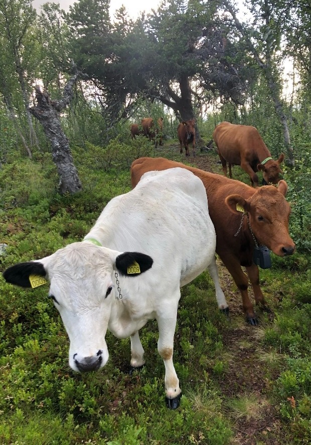 How ‘Virtual Fence’ Can Help Fulani Herdsmen, Stop Farmer-Herder Clashes In Nigeria