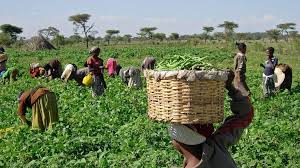 UK To Invest $15m In Nigeria’s Agric Sector