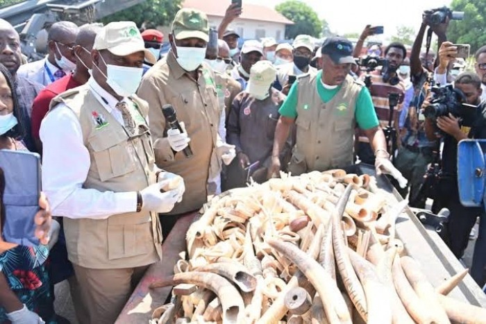 Nigeria Destroys Seized Elephant Tusks Worth $11.2m