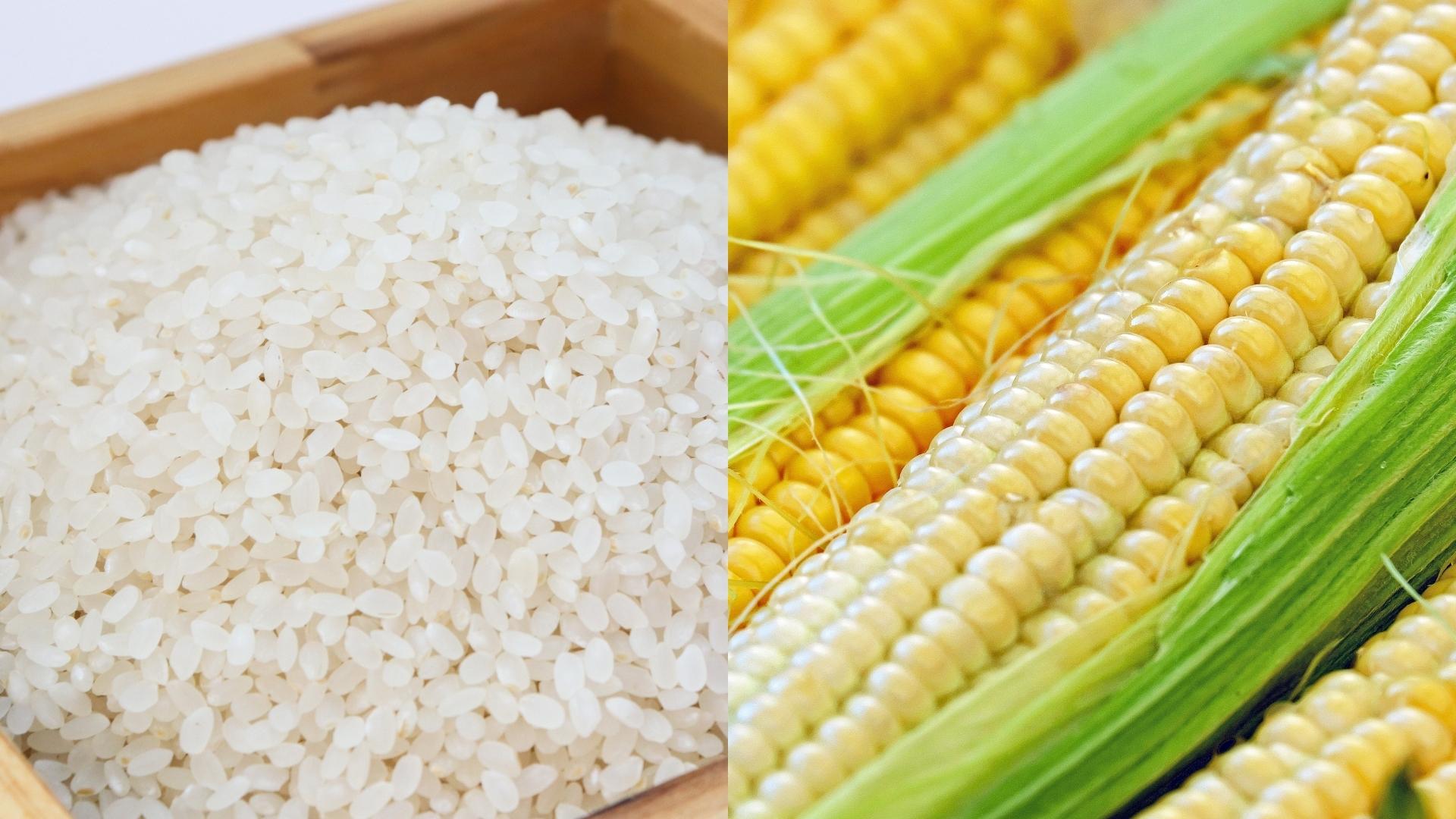 rice corn stock photo