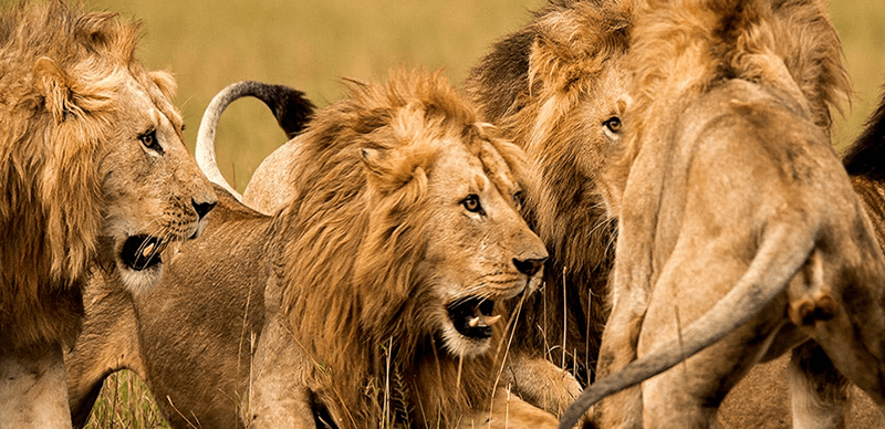 9- Year Old Lion Kills OAU Staff