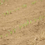 Anambra Farmers Worry Over Prolonged Lack Of Rainfall