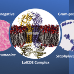 Engineering A Smart Antibiotic For Pinpoint Targeting Of Dangerous Bacteria