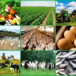 French Investors Support Establishment Of Full Agribusiness Market In Oyo