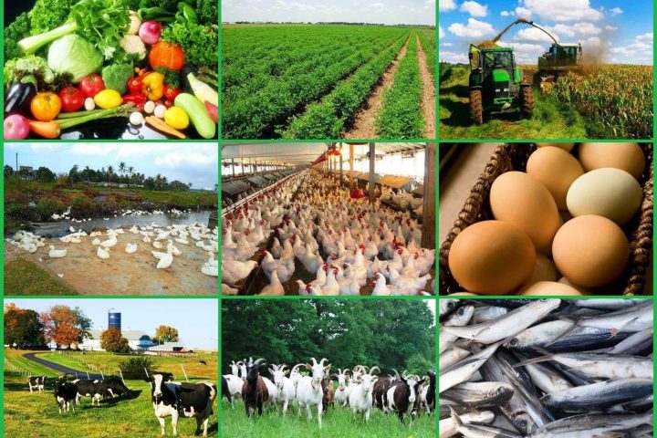 French Investors Support Establishment Of Full Agribusiness Market In Oyo