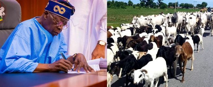 Tinubu Creates Ministry Of Livestock Development