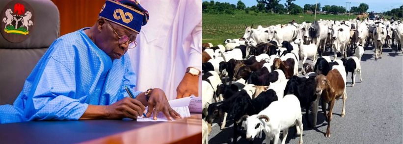 Tinubu Creates Ministry Of Livestock Development