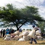 Zimbabwe Govt To Provide 8.5kg Of Corn Monthly To Over 6 Million Impoverished Citizens