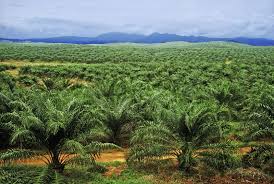 Edo Eyes High FOREX Earnings On Oil Palm Investments, As Okomu Records Over 200% Surge In Export Revenue