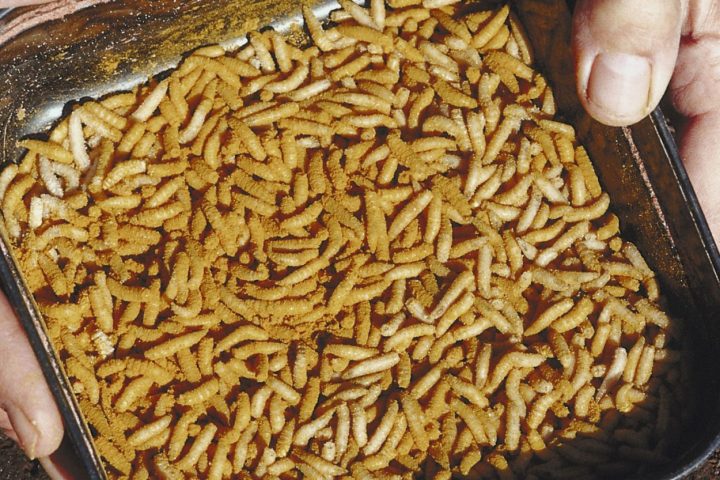 From Disgusting To Unsung Heroes: How Maggots Are Revolutionizing Wound Treatment