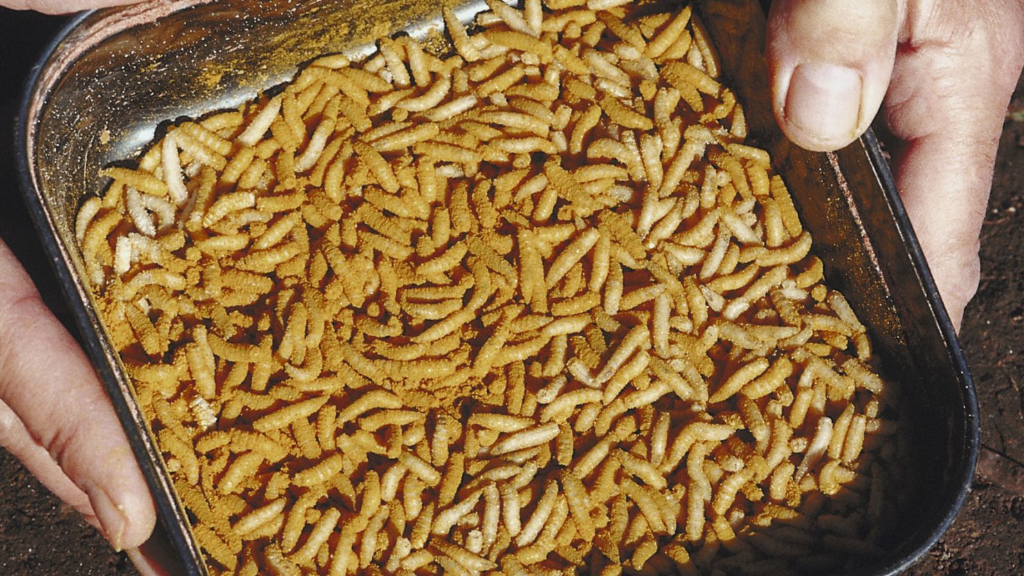 From Disgusting To Unsung Heroes: How Maggots Are Revolutionizing Wound Treatment