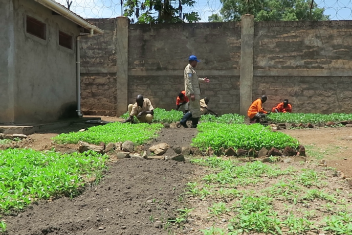 UNMISS supported gardening program improves the health of inmates at Torit prison