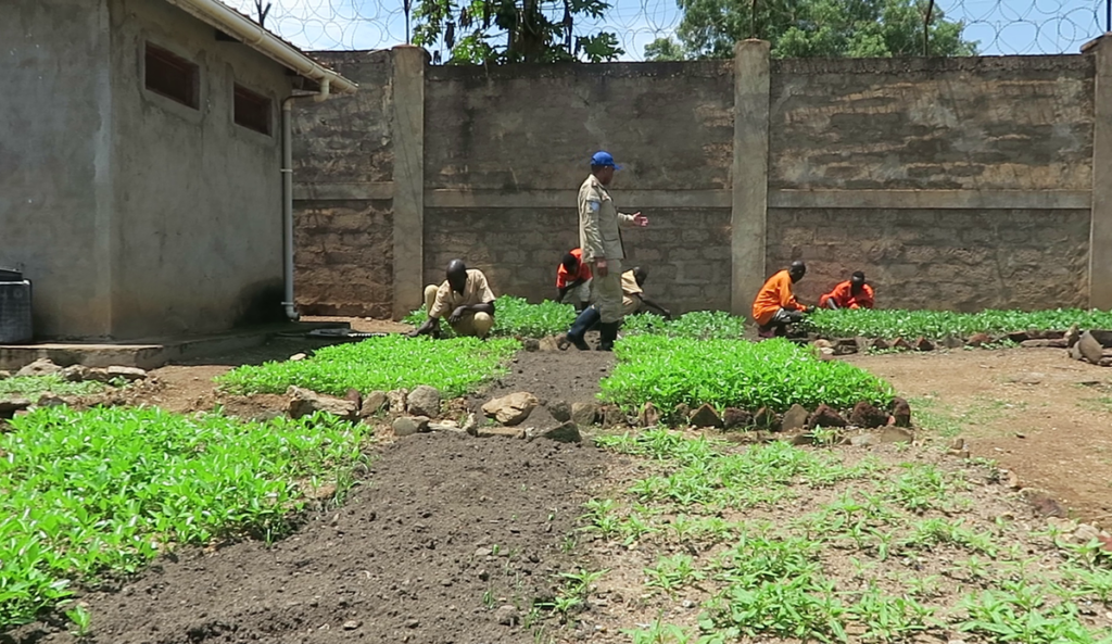 UNMISS supported gardening program improves the health of inmates at Torit prison