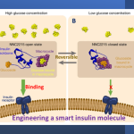 A Smart Insulin Switch For Regulation Of Diabetes