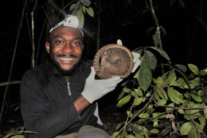 Nigerian Researcher Receives Prestigious International Award for Groundbreaking Pangolin Conservation Efforts