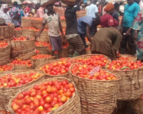 Tomatoes Prices Drop By 90% As Farmers Celebrate Bumper Harvest