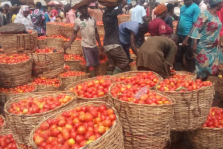 Tomatoes Prices Drop By 90% As Farmers Celebrate Bumper Harvest