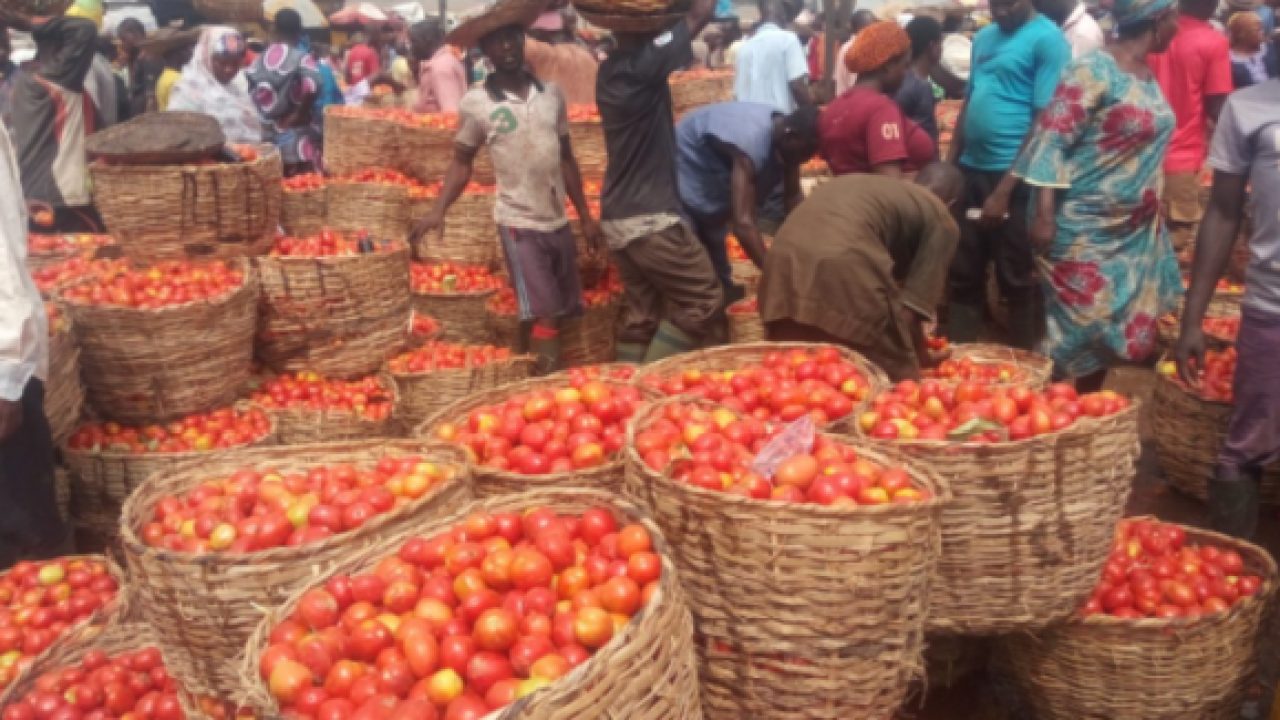 Tomatoes Prices Drop By 90% As Farmers Celebrate Bumper Harvest