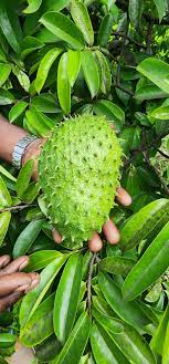 Discover The Hidden Gem of Custard Apples (Soursop): Why You Should Grow Them In Your Garden