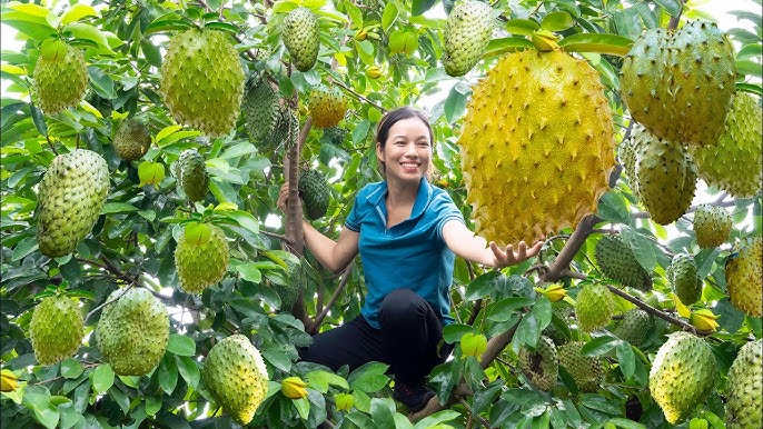 Discover The Hidden Gem of Custard Apples (Soursop): Why You Should Grow Them In Your Garden