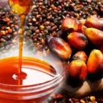 Steps To Successfully Export Palm Oil In 2025 