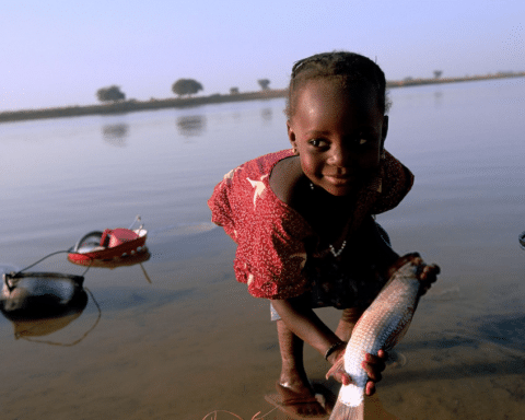 WHO verifies Niger as the first country in the African Region to eliminate onchocerciasis