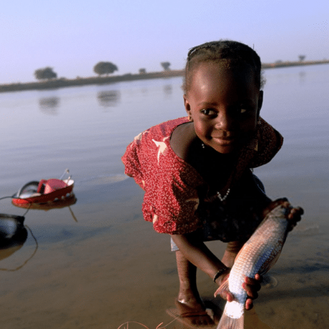 WHO verifies Niger as the first country in the African Region to eliminate onchocerciasis